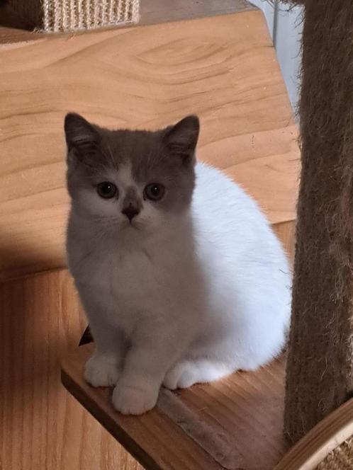 Brits korthaar kitten, Dieren en Toebehoren, Katten en Kittens | Raskatten | Korthaar, Poes, 0 tot 2 jaar, Met stamboom, Gechipt