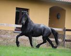 Hele leve, prachtige Friese Ster Hengst 4j, Dieren en Toebehoren, Paarden, B, Gechipt, Dressuurpaard, Hengst