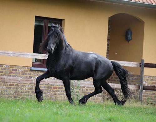 Hele leve, prachtige Friese Ster Hengst 4j, Dieren en Toebehoren, Paarden, Hengst, B, 160 tot 165 cm, 3 tot 6 jaar, Dressuurpaard