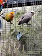 agaporis roseicolis. 2 popjes en de gele is een man