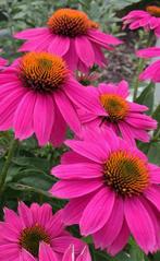 Echinacea ‘PowWow Wild Berry’, Ophalen, Zomer, Vaste plant, Volle zon