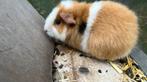 Jong vrouwtjes cavia te koop, Dieren en Toebehoren, Juli, Vrouwelijk, Cavia