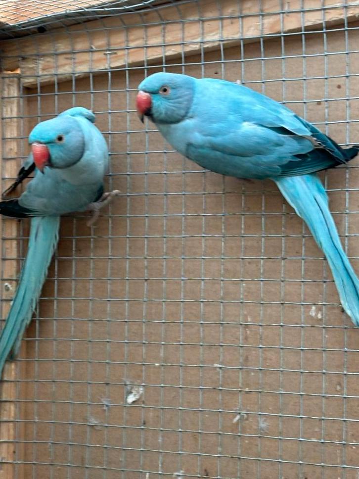 Halsbandparkieten  2 poppen, Dieren en Toebehoren, Vogels | Parkieten en Papegaaien, Meerdere dieren, Geringd
