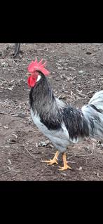 Mooie blauwe leghorn haan, Dieren en Toebehoren, Pluimvee, Mannelijk, Kip