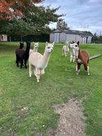 Alpaca merrie veulens, Dieren en Toebehoren, April, Vrouwelijk