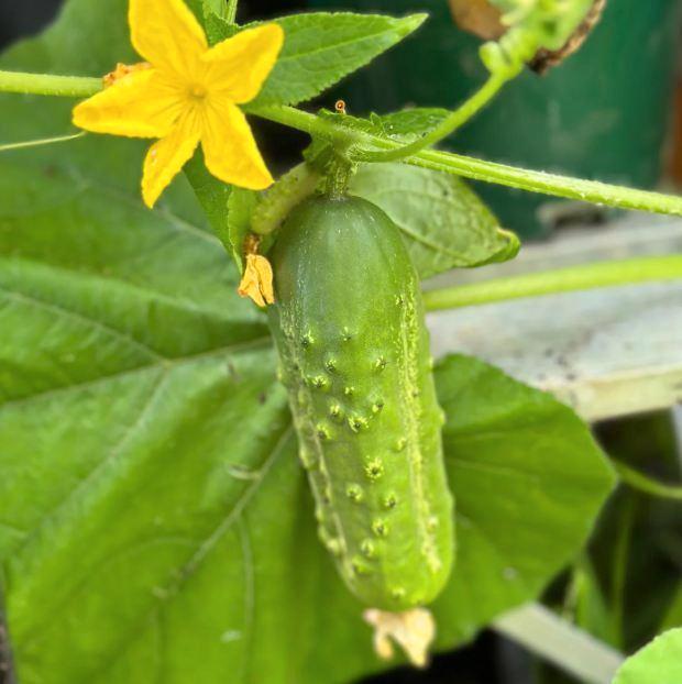 cornichon - 5 graines, Jardin & Terrasse, Bulbes & Semences, Graine, Printemps, Plein soleil, Envoi
