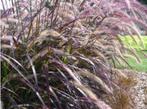 Rood lampenpoetersgras - Pennisetum Rubrum, Volle zon, Vaste plant, Siergrassen, Ophalen of Verzenden