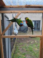 Koppel Lori van de blauwe bergen, Dieren en Toebehoren, Vogels | Parkieten en Papegaaien