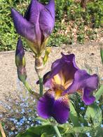 Baardirissen paarse bloemen, Ophalen