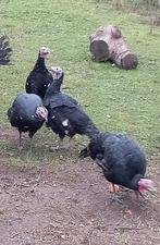 zwarte kalkoen hennen, Dieren en Toebehoren, Pluimvee, Vrouwelijk, Kalkoen