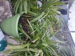 Rhapidophyllum hystrix 1, Enlèvement ou Envoi