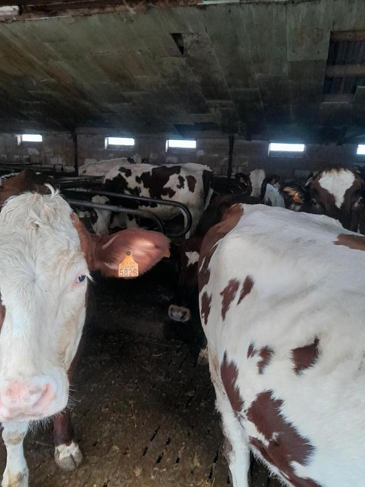 Kalfvaarzen, Dieren en Toebehoren, Runderen