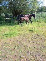 13 jarige fries merrie met barok pinto hengst veulen, Dieren en Toebehoren, Paarden, Hengst
