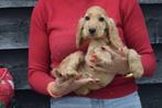 Engelse cocker pups, Dieren en Toebehoren, België, 8 tot 15 weken, CDV (hondenziekte), Meerdere
