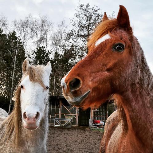 Verzorgpony's aangeboden/ verzorger gezocht, Animaux & Accessoires, Poneys