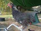 Marans kriel haan