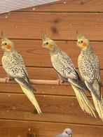 Calopsittes, Perruche