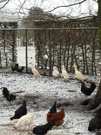 Canards et oies, Animaux & Accessoires, Volatiles