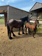 Friese stermerries, Dieren en Toebehoren, Paarden