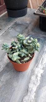 Sedum burrito, Maison & Meubles, Enlèvement