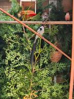 Dominicaner wida man GEZOCHT, Dieren en Toebehoren, Vogels | Overige Vogels