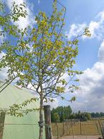 Kweepeer hoogstam, Tuin en Terras, Ophalen, In pot