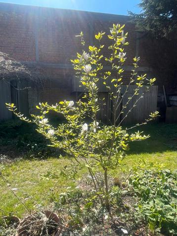 Prachtige magnolia  beschikbaar voor biedingen
