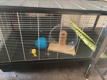Grote hamsterkooi beschikbaar voor biedingen