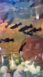 Black Molly's, Dieren en Toebehoren, Zoetwatervis, Schoolvis