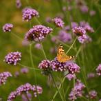 Verbena = bijen en vlinders magneet, Volle zon, Vaste plant, Zomer, Ophalen