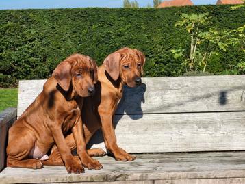 Rhodesian Ridgeback broers