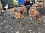 Araucana tarwe haan gezocht., Dieren en Toebehoren, Mannelijk