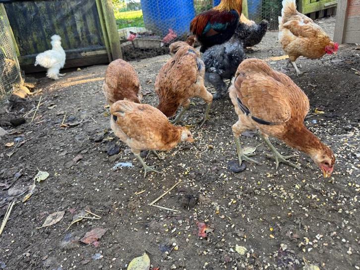 Araucana tarwe haan gezocht., Dieren en Toebehoren, Pluimvee, Mannelijk