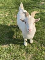 Geiten bok, Dieren en Toebehoren, Schapen, Geiten en Varkens