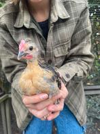 Brabantse hoen haantjes, Dieren en Toebehoren, Pluimvee, Mannelijk, Kip