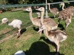 Nandoe, Dieren en Toebehoren, Pluimvee