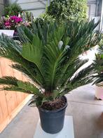 Palmboom Cycas Revoluta, Tuin en Terras, Planten | Tuinplanten, Halfschaduw, Ophalen of Verzenden