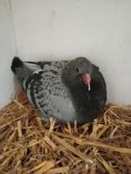 Jonge duif. !!!!!!, Dieren en Toebehoren