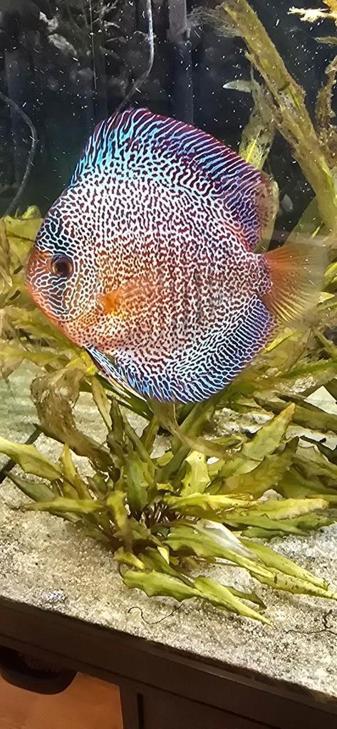 9 discussen, Dieren en Toebehoren, Vissen | Aquariumvissen