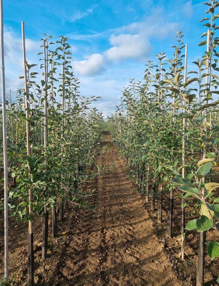 Veel verschillende soorten fruitbomen leverbaar, Tuin en Terras, Planten | Bomen, Ophalen of Verzenden