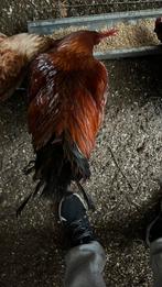 Grote haan, Dieren en Toebehoren, Mannelijk, Kip