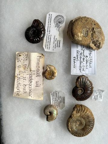 Ammonites provenant de différents sites, Collections, Envoi, Fossile