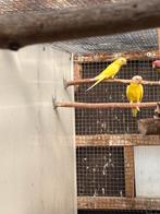 Lutino pruimkop, Dieren en Toebehoren, Vogels | Parkieten en Papegaaien