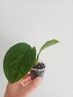 Monstera pinnatipartitta, Huis en Inrichting, Kamerplanten, Ophalen of Verzenden