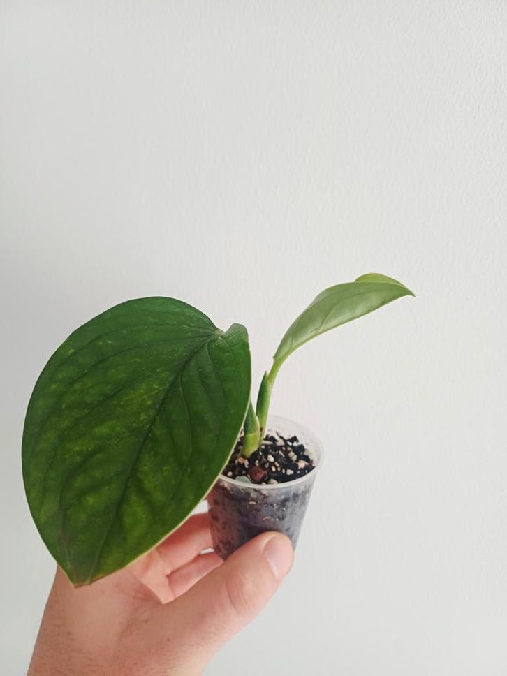 Monstera pinnatipartitta, Huis en Inrichting, Kamerplanten, Ophalen of Verzenden