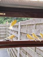 kanarie, Dieren en Toebehoren, Vogels | Kanaries, Geslacht onbekend, Zangkanarie