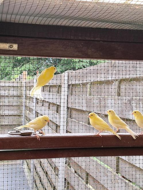 kanarie, Dieren en Toebehoren, Vogels | Kanaries, Zangkanarie, Geslacht onbekend