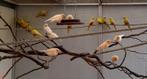 rood mozaïek kanaries van 2025, Dieren en Toebehoren, Vogels | Kanaries, Meerdere dieren, Kleurkanarie