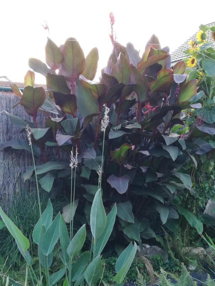 Canna musafolia rubrum – exotisch - tropisch, Tuin en Terras, Planten | Tuinplanten, Vaste plant, Overige soorten, Volle zon, Zomer