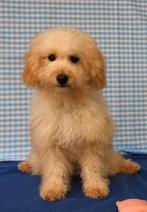 Chiots caniches super mignons !, 15 semaines à 1 an, Étranger, Chien (mâle), Caniche